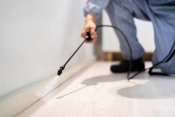 Licensed Wasp Removal service in Spring Lake, NJ - Show Me Pest Control